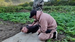 Стало известно, сколько зарабатывают нелегальные охранники рек на Сахалине