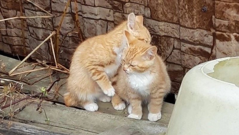 Жители Невельска не смогли достать рыжих котят из-под бревен и просят помощи