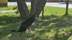 Собак без хозяев и надзора отловили на трех улицах Южно-Сахалинска 17 сентября