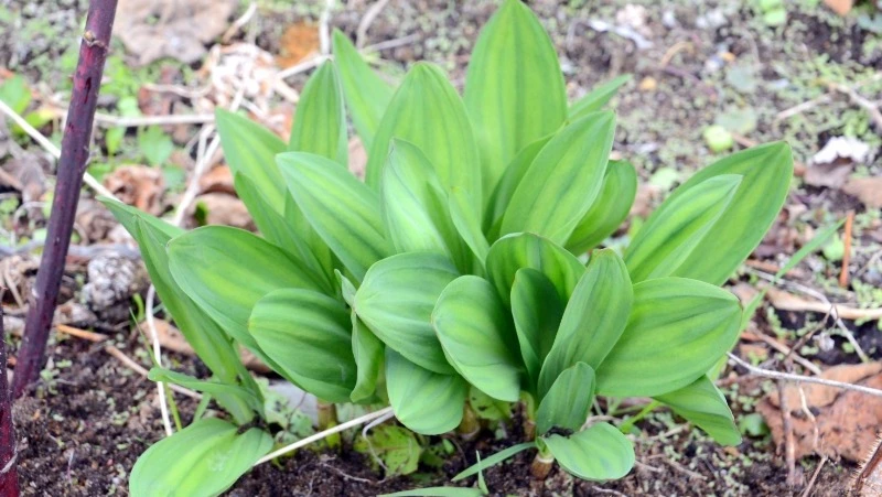 Как правильно собрать черемшу и не отравить семью за ужином: справка Sakh.online