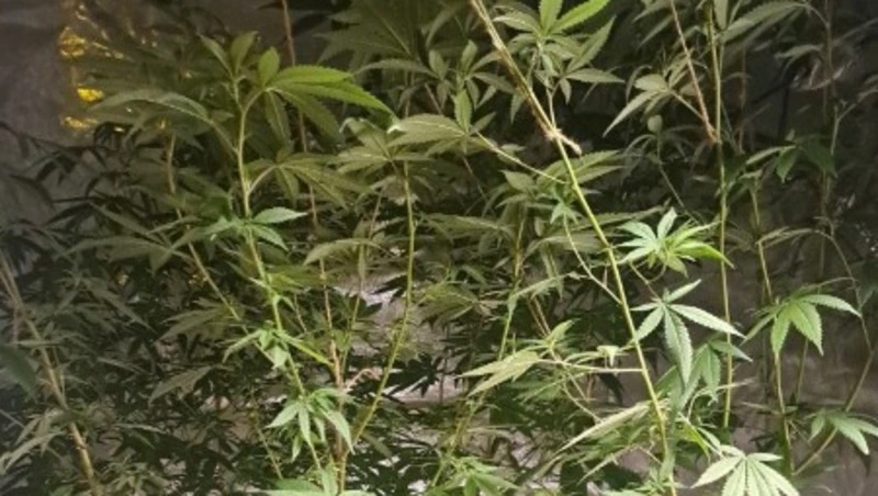 Домашняя ферма под запретом: в Южно-Сахалинске задержали «наркоагронома»