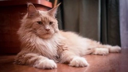 Котенка породы мейн-кун вручат на международной выставке в Южно-Сахалинске 23 октября