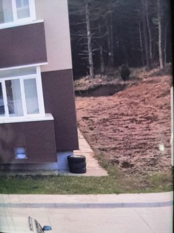 Фотофакт: возле жилых домов на Курилах прогулялся медведь   