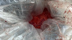 Жители Смирныховского района незаконно добыли 5 килограммов икры и рыбу