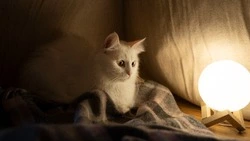 Десятки домов в Южно-Сахалинске останутся без света 14 августа