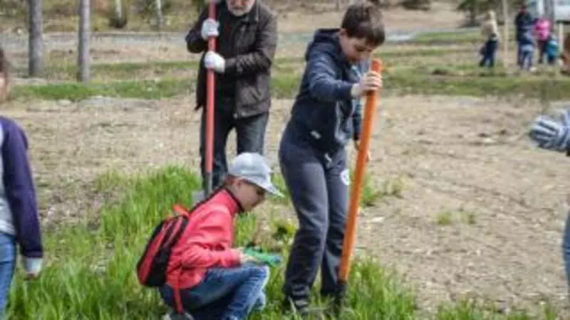 Акция «Всероссийский день посадки леса» завершилась на Сахалине