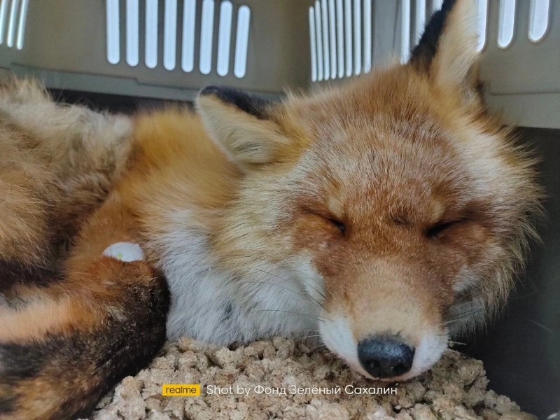 Лиса с переломанным позвоночником привезли из Охи к зоозащитникам