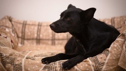 «Хозяин попал в больницу»: миниатюрная собачка Муха ищет любящую семью на Сахалине