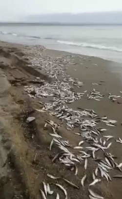 Сахалинцы боятся задохнуться из-за тонны тухлой рыбы на берегу   