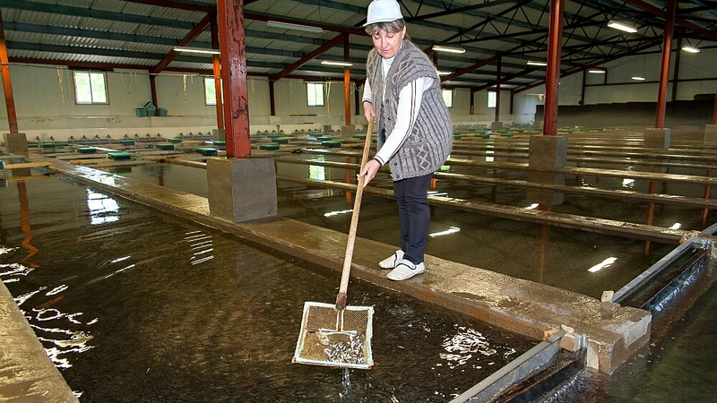 Более 5 тыс. га предоставят бизнесу для развития аквакультуры в ДФО