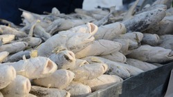 Рыбу по цене от 50 рублей за килограмм привезли в Южно-Сахалинск утром 28 февраля