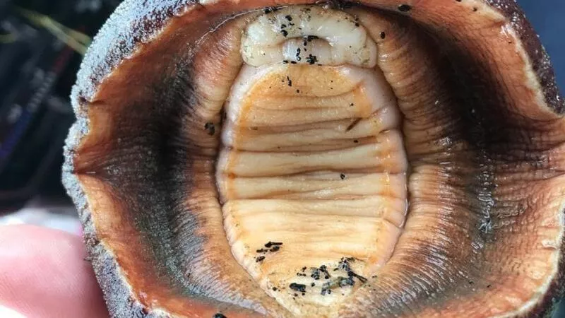 Сахалинцы разгадывают тайну странных моллюсков на берегу села Стародубского