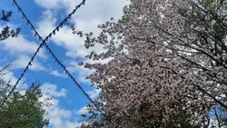 Без осадков и днем до +20 будет в Южно-Сахалинске 27 мая