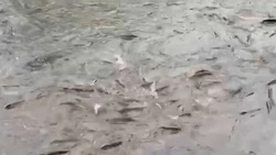 Река «вскипела» из-за нерестящейся горбуши на юге Сахалина