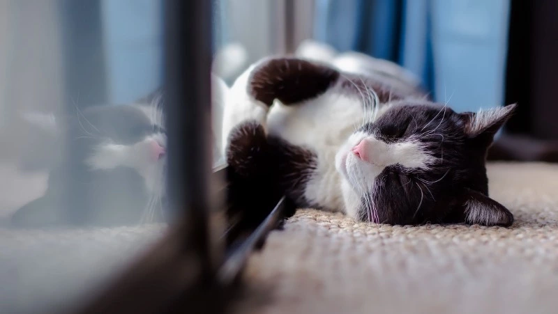 Опрос: 80% россиян имеют домашних животных