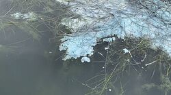 Опасные для людей водоросли нашли в сахалинском озере Тунайча