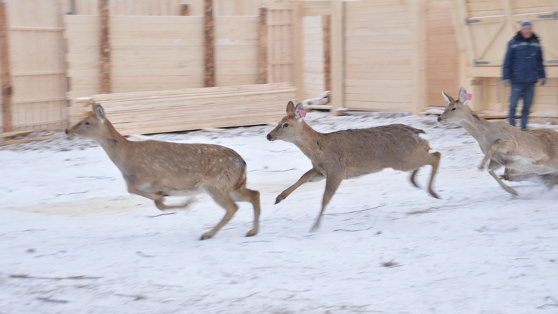Несколько изюбров на Сахалине погибли от голода