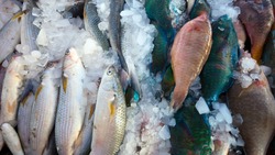 Экспорт рыбопродукции с Сахалина и Приморья вырос на 72% за 2023 год