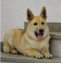 Зооволонтеры из Долинска сообщили о смерти щенка, которого забрали в непорядочную семью 