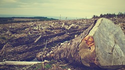 Ущерб почти шесть млн рублей: сахалинца накажут за незаконную вырубку леса