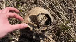 С кладбища в Углегорске пропал череп