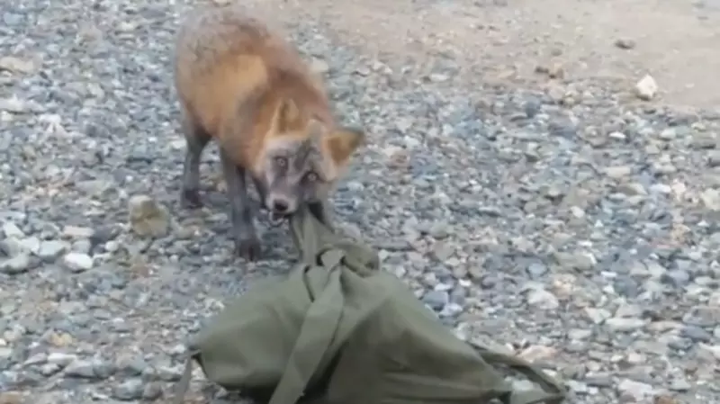 Сахалинцев открыто обворовывают маленькие рыжие «гопники»