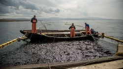 Объемы улова лососевых в Сахалинской области в 2 раза превысили уровень 2021 года