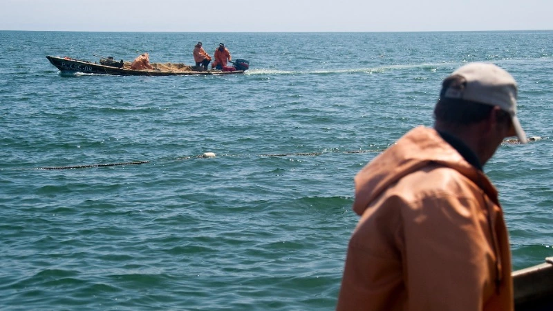 Сахалинский рыбхозсовет: заполнение нерестилищ лосося было далеко от оптимума