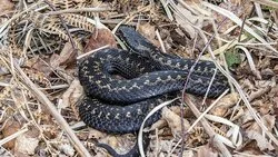 Сахалинцев предупредили об активности гадюки