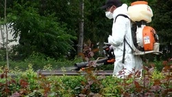 Гусеницы и бабочки-вредители заполонили Южно-Сахалинск