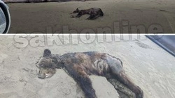 Труп молодого медведя выбросило на побережье Поронайска