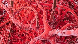 Первый в России препарат против раковых опухолей прошел первую фазу испытаний