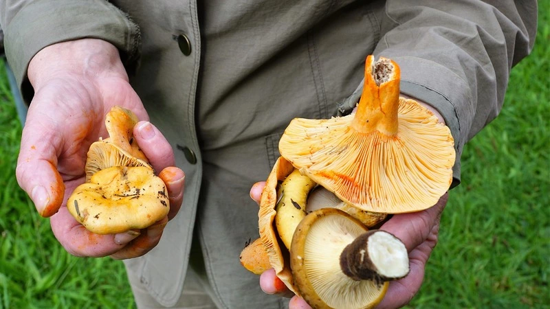 Собрать грибы и не встретить медведя. Правила похода в лес для сахалинцев