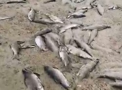 Массовый замор кеты заметили рыбаки в Долинском районе