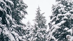 Мужчину с незаконно срубленной пихтой поймали лесничие в Ногликском районе 