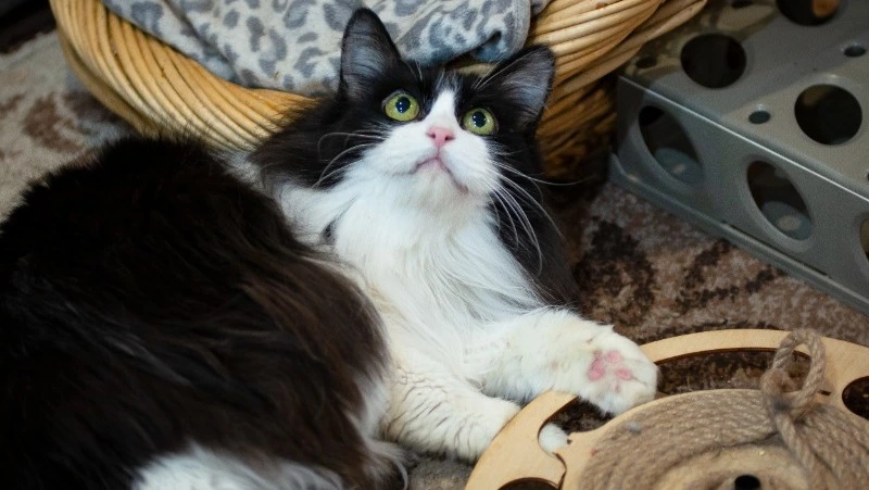 Кошка с непростой судьбой: Марыся ждет, когда за ней придет свой человек на Сахалине