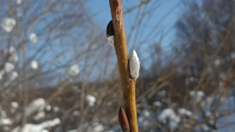 На Сахалине неожиданно распустилась верба