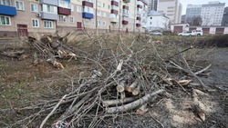 Строителей стоянки в Южно-Сахалинске привлекут к ответственности за вырубку деревьев