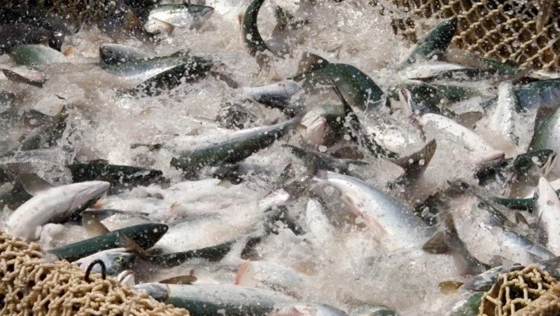 На Курилах установят РУЗ на реке Подошевке