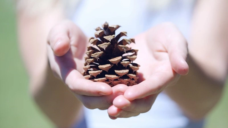 Сахалинский зоопарк пригласил юных жителей островов на конкурс «Лесные гости»