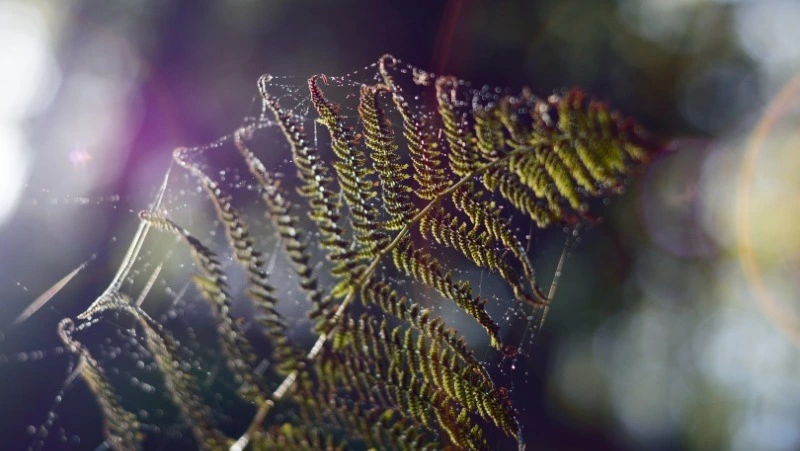 Прогноз Таро на 27 июля 2023: главный совет карт на день