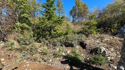 Специалисты проверили состояние нового леса на Сахалине