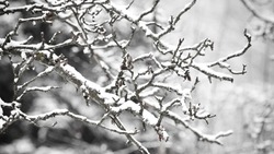 Сильный дождь, снег и морозы: погода в Сахалинской области на неделю
