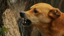 Бездомные собаки вышли во дворы Поронайска: куда жаловаться