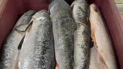 Горбушу по 90 рублей за килограмм предложили жителям Итурупа 28 августа 