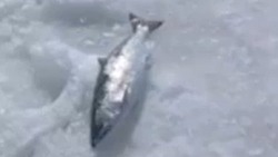 Несвоевременная сима удивила рыбаков на Сахалине