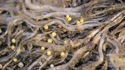 На Сахалине 70 гектаров полей попали под карантин из-за опасного паразита, устойчивого к радиации