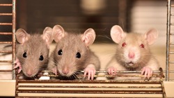 Биолог рассказал про характер сахалинских крыс и мышей
