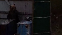 «Ужас!»: медведей поймали на камеру в третий раз за месяц на Итурупе 