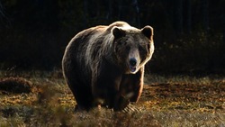 Сезон охоты на медведя завершили на Сахалине и Курилах 30 ноября